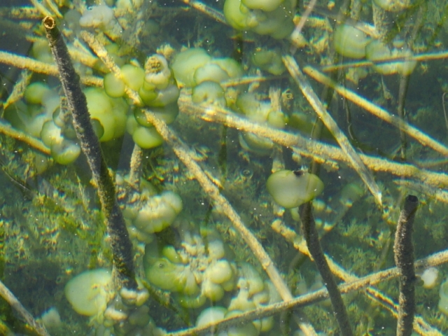 Da Pltvice: pianta subacquea da id.